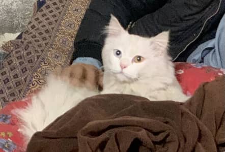 This is perssion long court traind male cat