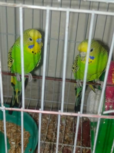 A pair of Australian birds ( budgerigars)