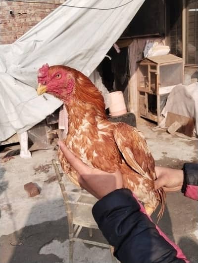 pure Miya wali pair fist time egg Dari ha