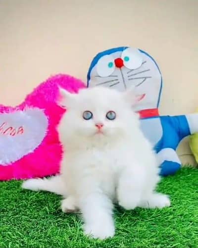Persian cat available 0342=2674=914