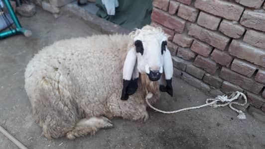 seht mand chatra khobsorat