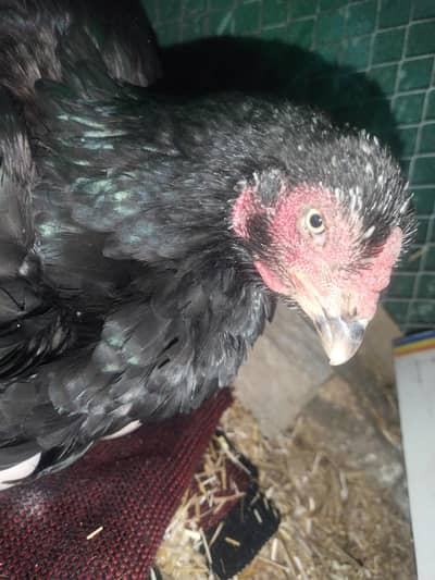 Aseel crook Madi high quality aseel Madi white eye black nok nali