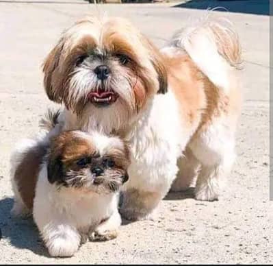 Shih tzu puppies