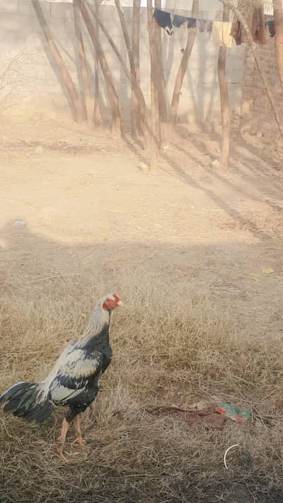 sindhi pair for sale