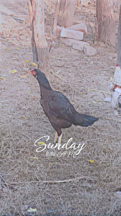 sindhi pair for sale