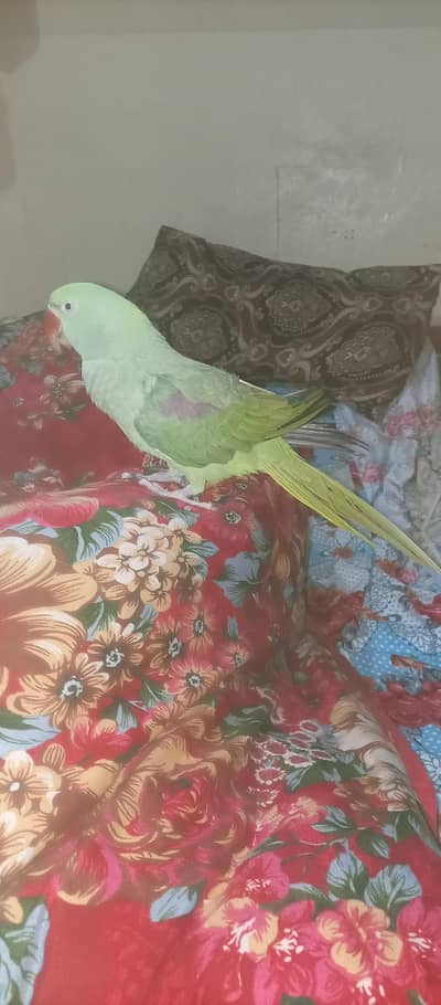 talking and handtime