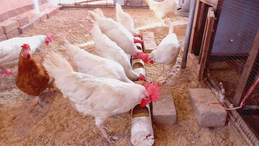 Layer hen / Golden Misri/ egg laying hen