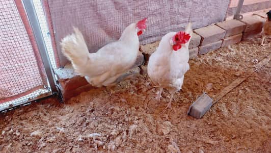Layer hen / Golden Misri/ egg laying hen