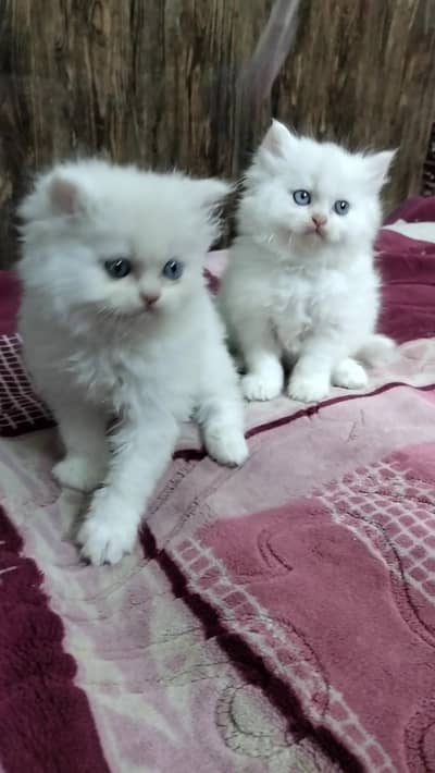 Persian Kittens,odd eyes,tripple coated,