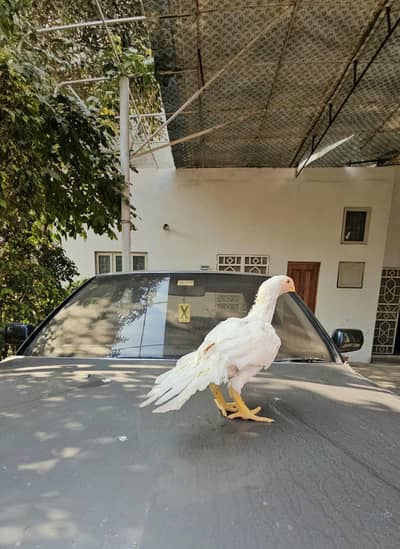 Parrot big. murga age 3month farsalmWhatsApp nu 0301.35. 64.795