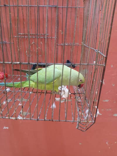 Green parrot female for sale