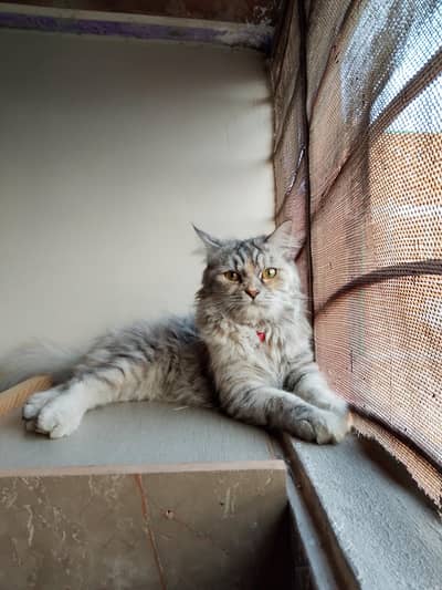 Persian cat for sale
