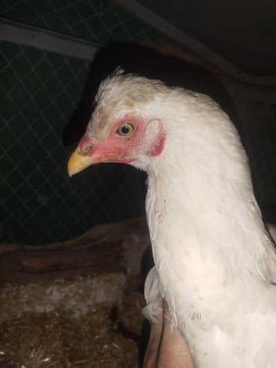 full white hen with Uniq eye color
