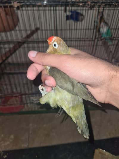 lovebirds breeder male available for sale