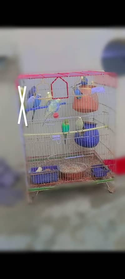 9 budgies & female lovebird & dove pair & 2 extra large cage & 3 small
