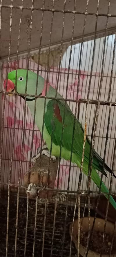 Pahari parrot raw kashmiri Alexandrine breeding pair