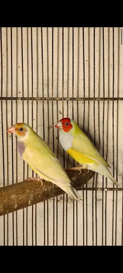 Lutino Gouldian PAir