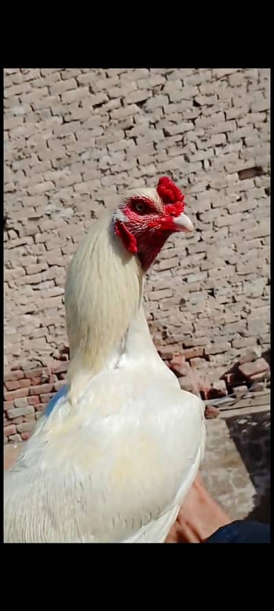 White Heera and black lasani female available for sale