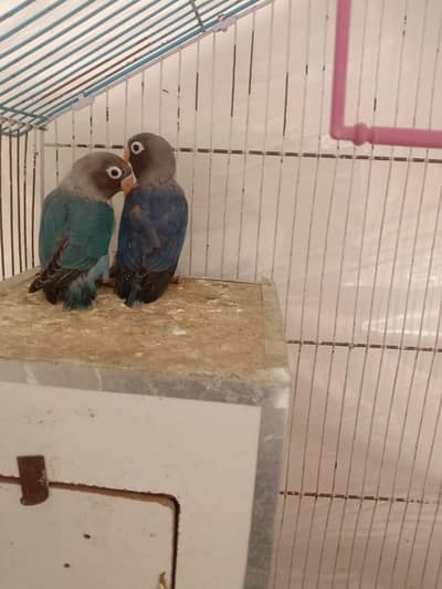 love birds