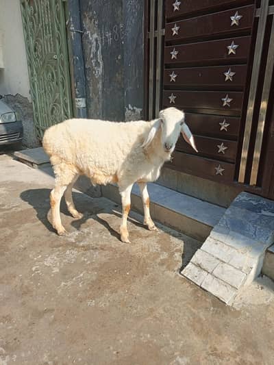white dumba for sale