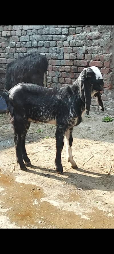 Ma Sha Allah Kala Cheena Male Bacha breedr Quality