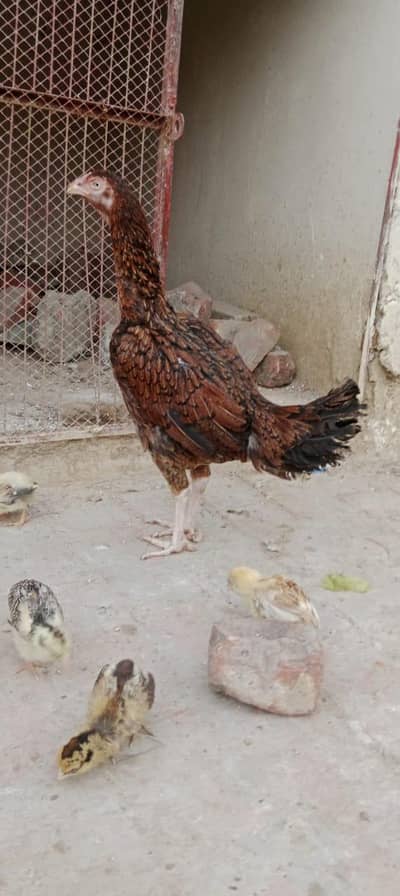 Aseel Hens with 3 Chicks