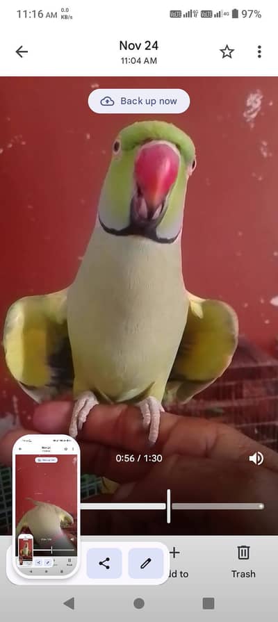 face to face talking hand tamed