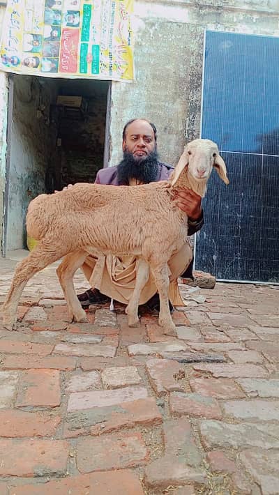 Turkey Dumba | Sheep | Goat | Bakra Kheera bacha | For sale