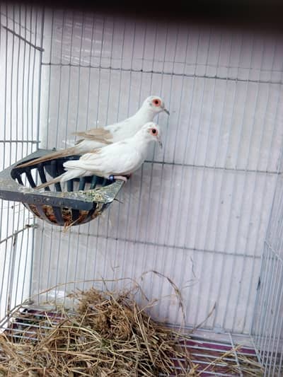 red pide Duff. . . 03352584871