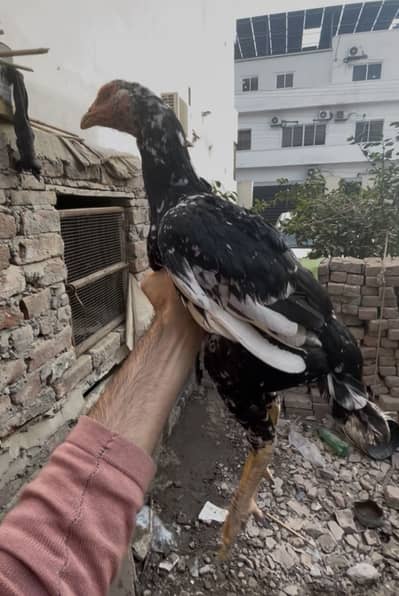 Quality Longeheight pakistani pathi for sale