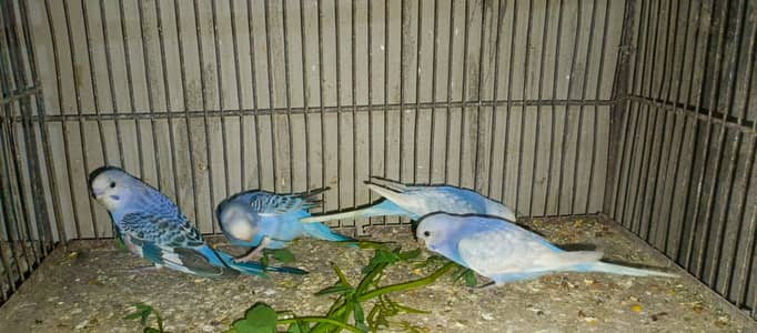 Ringneck & Cockatiel