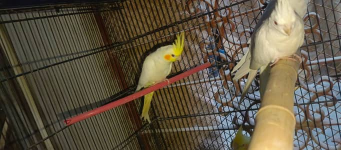 Ringneck & Cockatiel