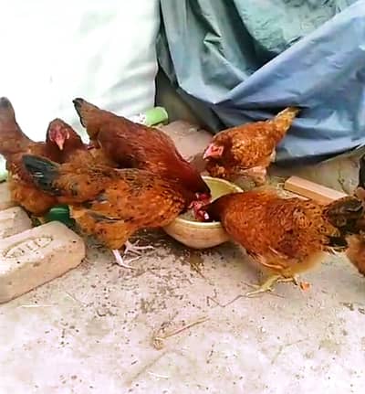 Six Female for urgent sales