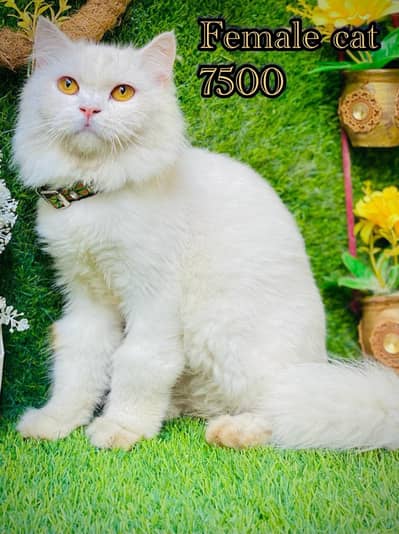Persian cats males and females