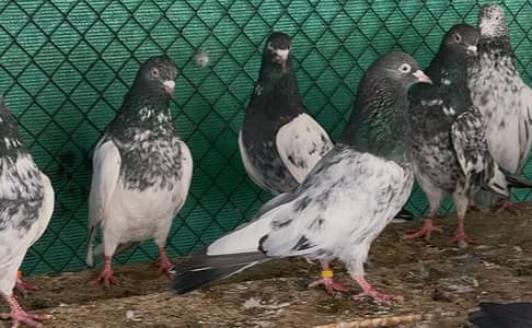 Teddy pigeon kabootar