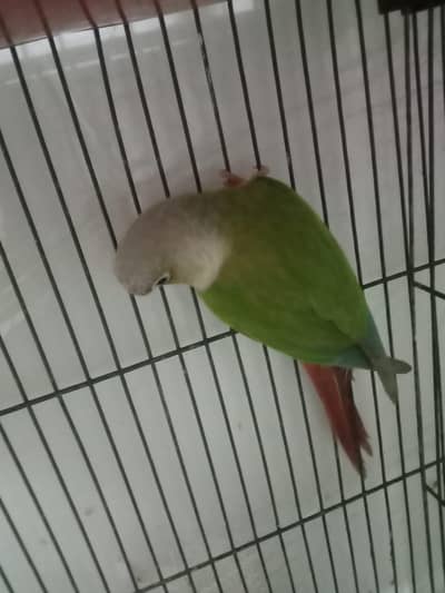 red factor pineapple conure Mel