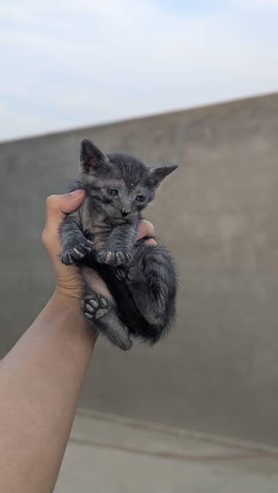 SEMI PERISON KITTENS ADOPT