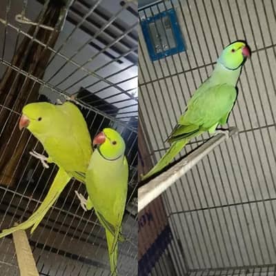 Green Breader Pair& 1 Singl Breader mail