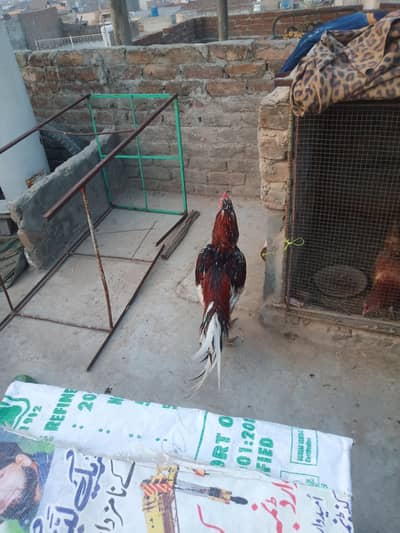 Aseel murga for sale