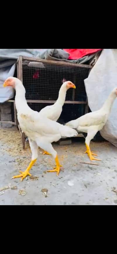 white German shamo | White german shamo female | White king shamo |