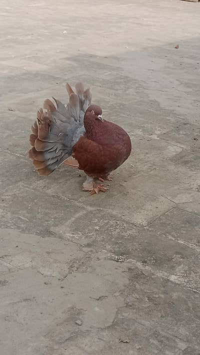 Mashallah English Fantail For Sale