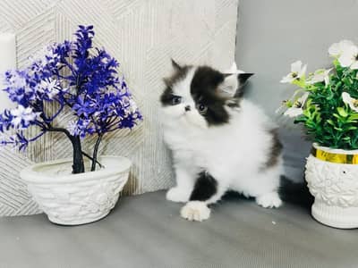 Show Quality Male Kittens