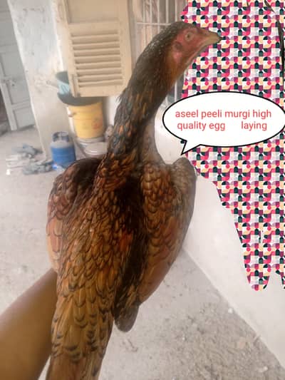 aseel murgi for sale