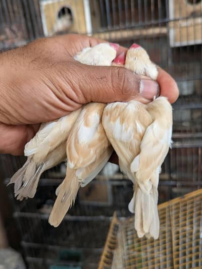 Pastel Fawn Imported Line. Pathay