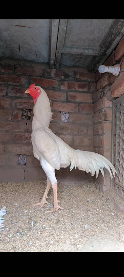 German King O Shamoo