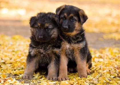 German shepherd male female puppies available for sale