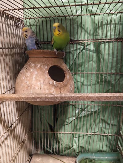 rainbow working budgies pair with 2 rainbow chiks