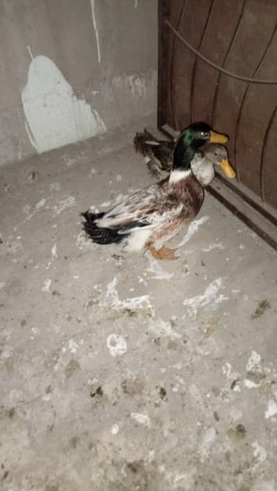 pair of duck