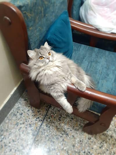 grey persiyan male healthy and active