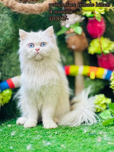 beautifil persian cats males females